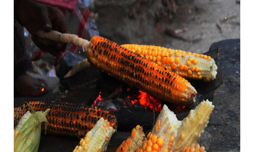 काम की ख़बर : जान लीजिए क्यों? भुट्टा खाने के तुरंत बाद नहीं पीना चाहिए पानी?