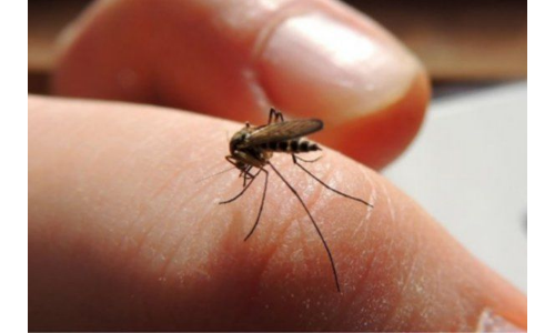 अगर मच्छर करेगा सेक्स तो ख़त्म होगी ये जानलेवा बीमारी, बिल गेट्स ने बनाया ऐसा प्लान!