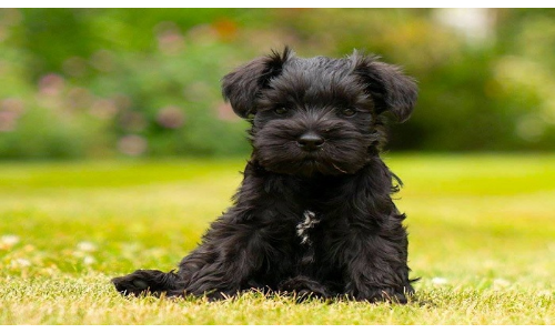 OMG: अमेजॉन के डिलीवरी बॉय ने चुराया कुत्ता, CEO जेफ बेजोस से की शिकायत फिर... OMG: अमेजॉन के डिलीवरी बॉय ने चुराया कुत्ता, CEO जेफ बेजोस से की शिकायत फिर...