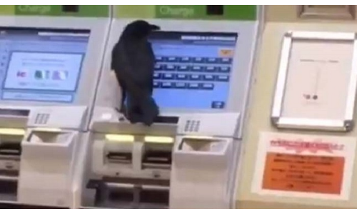 गजब VIDEO: ट्रेन टिकट खरीदने के लिए कौवे ने छीना महिला से क्रेडिट कार्ड, फिर...
