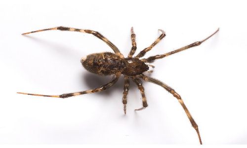 ऑस्ट्रेलिया में दुनिया की सबसे उम्रदराज मकड़ी की मौत, इस कीड़े ने बनाया शिकार