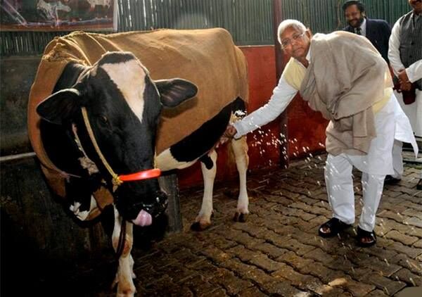 मोदी जी समझ गए हैं कि गाय दूध देती है वोट नहीं : लालू प्रसाद यादव मोदी जी समझ गए हैं कि गाय दूध देती है वोट नहीं : लालू प्रसाद यादव