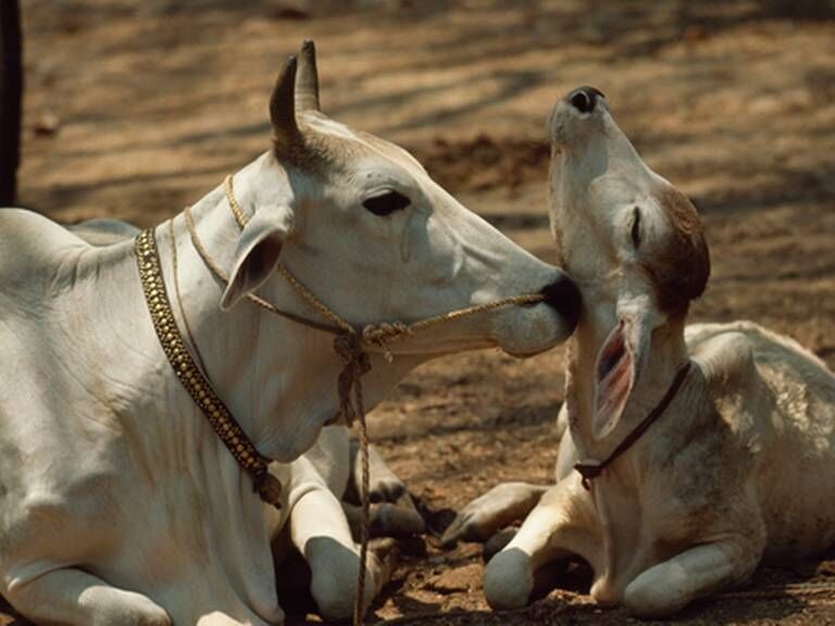 गाय को माता भी कहते है क्या ?