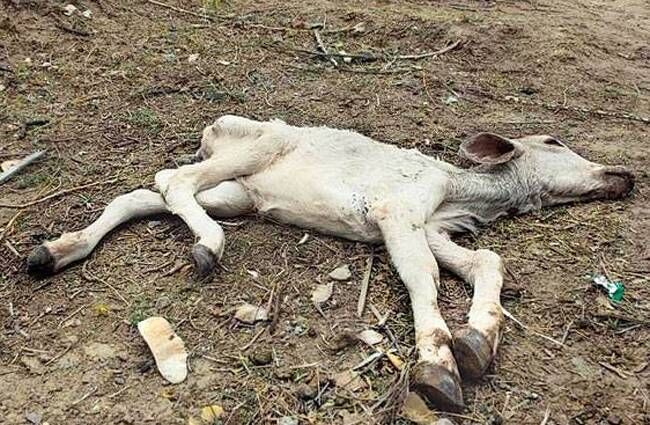 कहाँ है गौरक्षक, उदयपुर में 150 से ज्यादा गायों की मौत