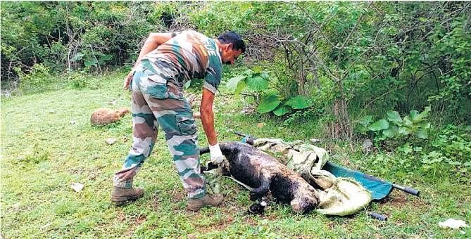 करंट से दो तेंदुओं की मौत करंट से दो तेंदुओं की मौत